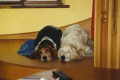 Lucy and Daisy Contemplating the Meaning of Life - 1996