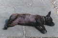 Shiva at East Green - 2003